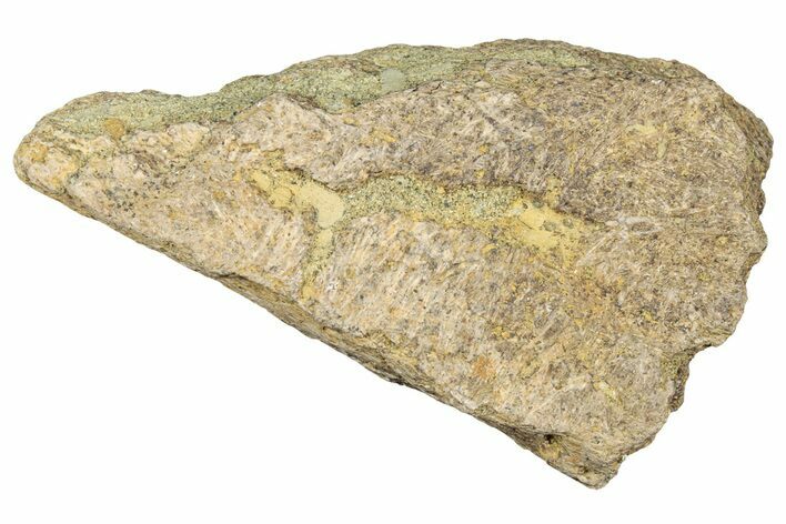 Dinosaur (Triceratops) Frill Shield Section - Montana #323860